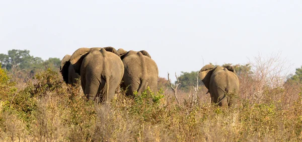 Grupa Afrykańskich Słoni Waterhole Namibia — Zdjęcie stockowe