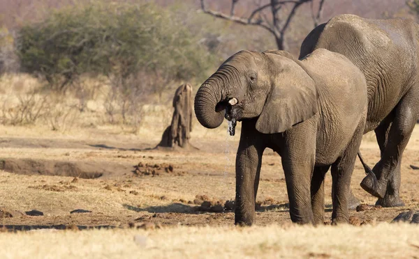 Gruppo Elefanti Africani Una Pozza Acqua Namibia — Foto Stock