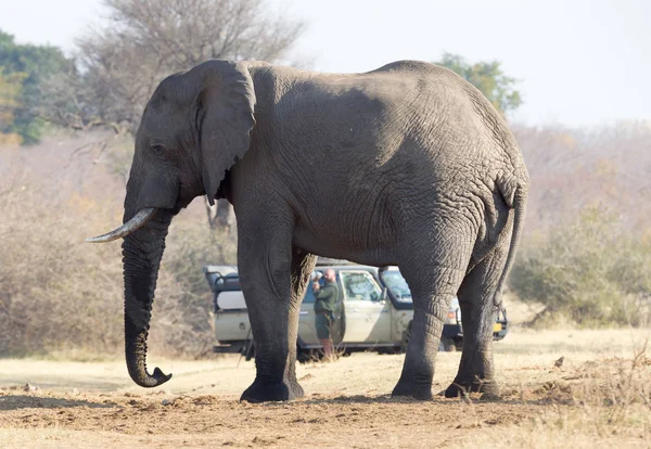 Fotografo Professionista Che Fotografa Elefante Africano Namibia Zambezi Region — Foto Stock