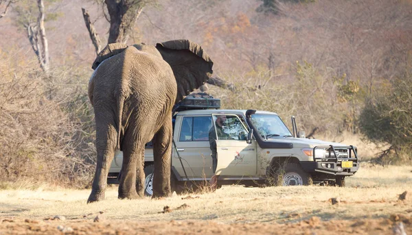 ナミビア ディヴンドゥ 2018 車の充電アフリカ象のショットを撮るプロの写真家 — ストック写真