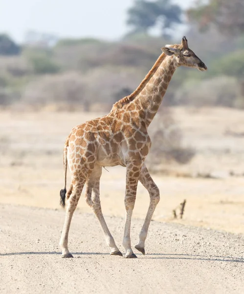 Einzelne Junge Giraffen Giraffa Camelopardalis Namibia — Stockfoto