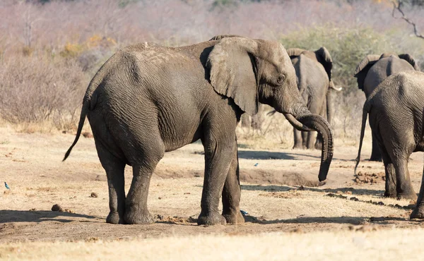 Gruppo Elefanti Africani Una Pozza Acqua Namibia — Foto Stock