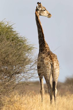 Kalahari - Botsvana tek yetişkin zürafa