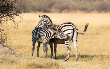 Akşam güneşi - Botsvana genç çimenli doğada ile ovaları zebra (Equus quagga)