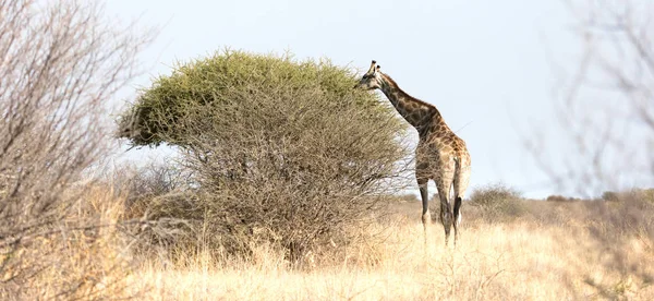 Pojedynczy Dorosłą Żyrafa Kalahari Botswana — Zdjęcie stockowe