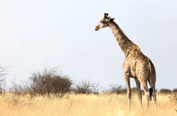 Einzelne Erwachsene Giraffe Der Kalahari Botswana — Stockfoto