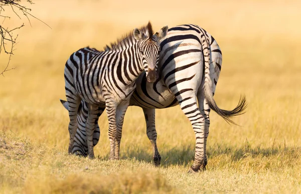 シマウマ エクウス クアッガ 草が茂った自然でヤングと夕日 ボツワナ — ストック写真