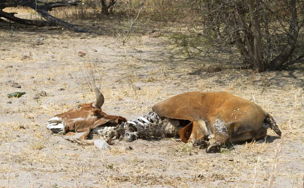 Dead Cow Medium Close Cause Death Unknown Botswana — Stock Photo, Image