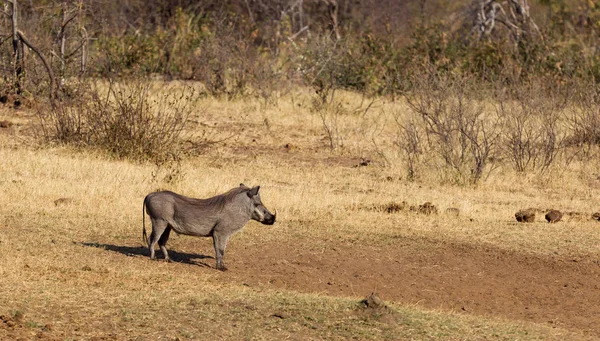 Wandelen Avondzon Waterput Namibië Wrattenzwijn — Stockfoto