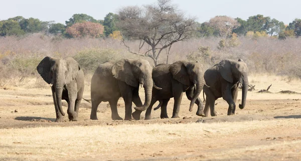 Gruppo Elefanti Africani Una Pozza Acqua Namibia — Foto Stock