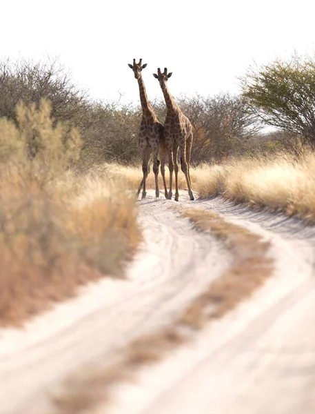 Dos Jirafas Bloqueando Camino Kalahari Botswana —  Fotos de Stock