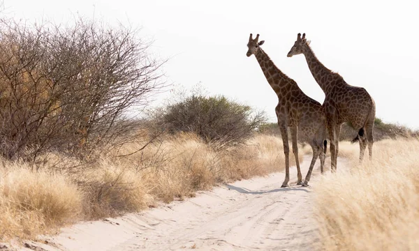 Dwa Żyrafy Blokowanie Drogi Kalahari Botswana — Zdjęcie stockowe