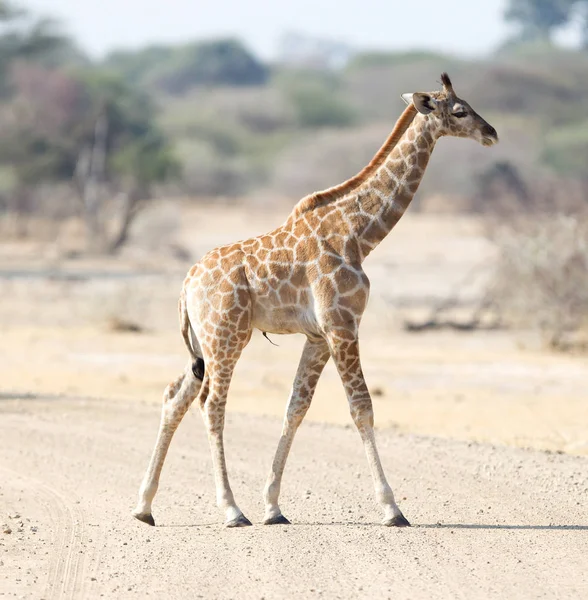 Jirafa Joven Soltera Giraffa Camelopardalis Namibia —  Fotos de Stock