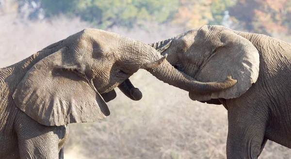 Elefantes Africanos Loxodonta Africana Abrazos Reserva Natural Namibia — Foto de Stock