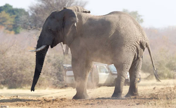 Fotografo professionista scattare foto di un elefante africano in — Foto Stock