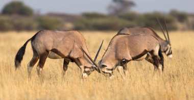 Kalahari Çölü, Botsvana'güzel Afrika antilobu