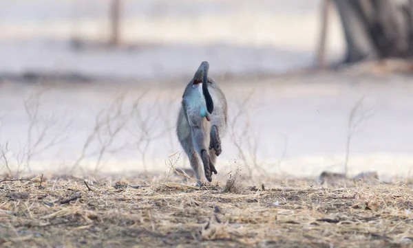 Kaçmak Botswana Vervet Maymun Chlorocebus Pygerythrus — Stok fotoğraf
