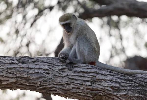 黑脸猴 Chlorocebus Pygerythrus 坐在一棵树上 博茨瓦纳 — 图库照片