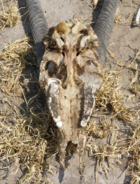 Smrt Poušti Lebka Antilopa Oryx Přímorožec Kalahari — Stock fotografie
