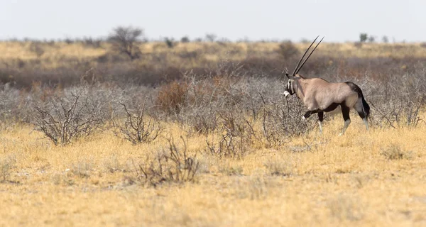 Belo Oryx Deserto Kalahari Botsuana — Fotografia de Stock