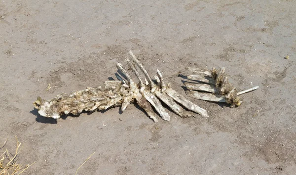 Spine of an animal in the Kalahari desert