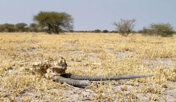 Morte Deserto Oryx Gemsbok Crânio Antílope Kalahari — Fotografia de Stock