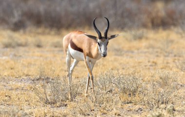 Springbok antilobu (Antidorcas marsupialis) doğal habitatında bulunur - Botswana