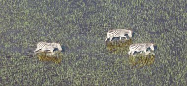Vahşi Afrika zebra Okavango delta - Botsvana - havadan görünümü