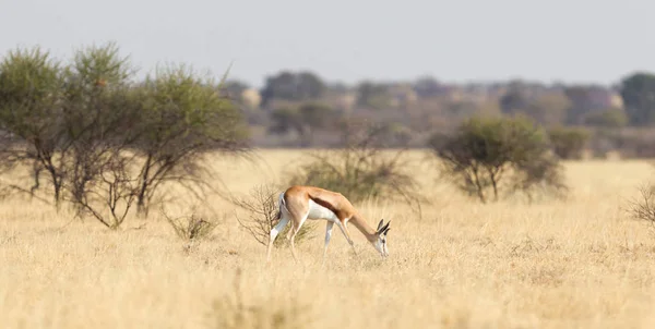 Antilope Springbok Antidorcas Marsupialis Dans Son Habitat Naturel Botswana — Photo