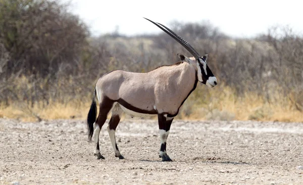 Oryx Waterhole Pustyni Kalahari Botswana — Zdjęcie stockowe