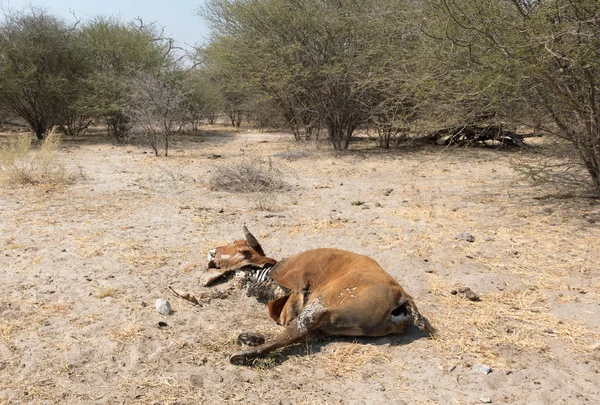 Vaca Morta Médio Close Causa Morte Desconhecida Botsuana — Fotografia de Stock