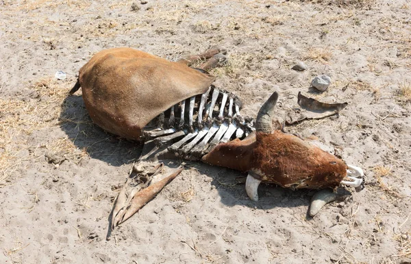 Vaca Morta Médio Close Causa Morte Desconhecida Botsuana — Fotografia de Stock