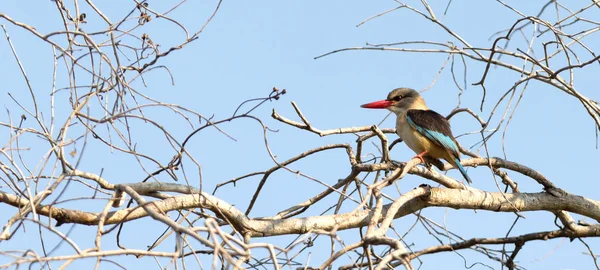 Brown Ochtend Kingfisher Zittend Een Boom Namibië — Stockfoto