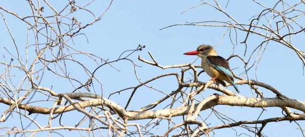 Braunkopf Eisvogel Sitzt Einem Baum Namibia — Stockfoto