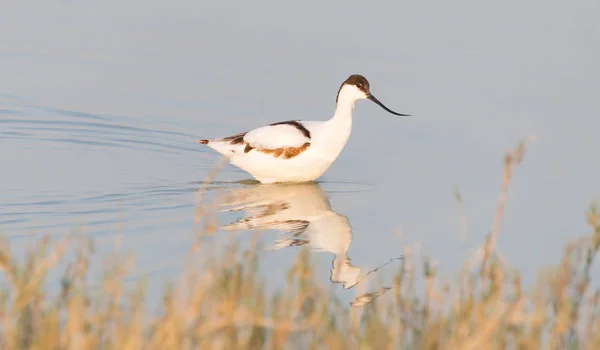 Alaca Kılıçgaga Recurvirostra Avosetta Makgadikgadi Botsvana Göle — Stok fotoğraf