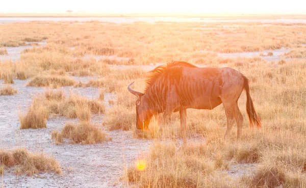 Makgadikgadi Botsvana Mavi Wildebeast Connochaetes Taurinus Olduğunu — Stok fotoğraf