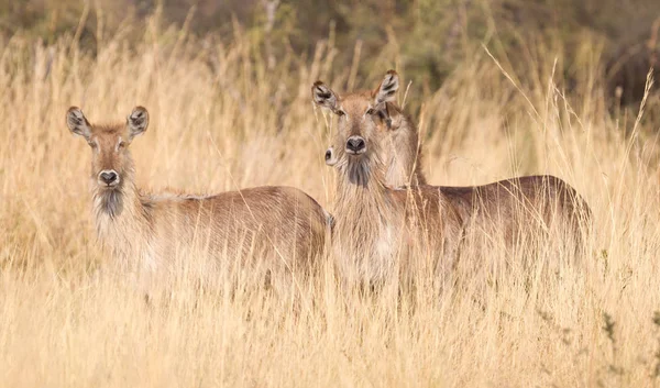 Waterbuck Kobus Ellipsiprymnus Namíbia Nas Pastagens — Fotografia de Stock