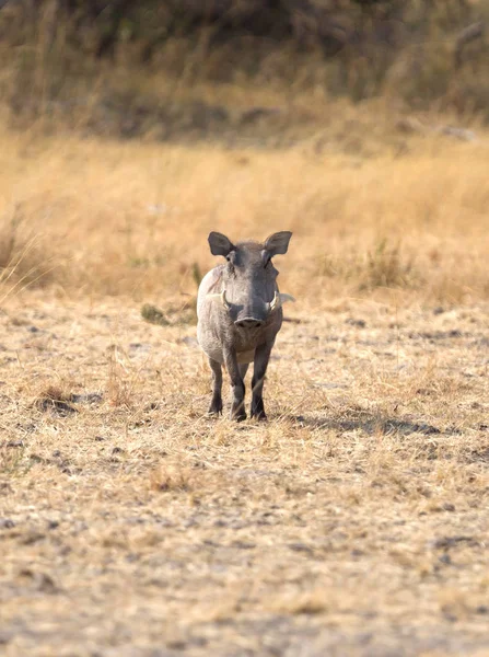 Varacskos Disznó Phacochoerus Africanus Kalahári Sivatagban Botswana Ban — Stock Fotó