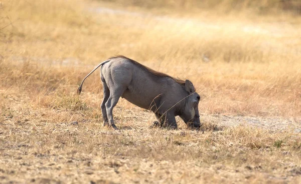 Wrattenzwijn Phacochoerus Africanus Eten Kalahari Botswana — Stockfoto