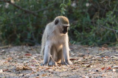Vervet maymun (Chlorocebus pygerythrus) yat, Botsvana