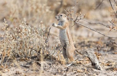 Cape sincap (xerus inauris) Kalahari'de zemin.