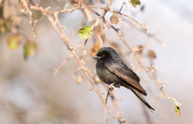 Ağaçta oturan Drongo (Dicrurus makrocercus)