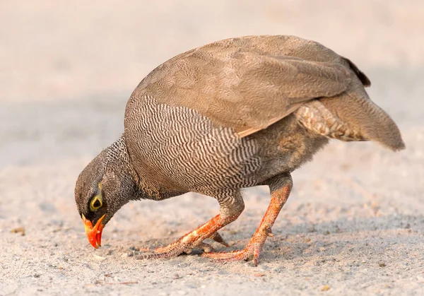 Francolina Dal Becco Rosso Pternistis Adspersus Terra Botswana — Foto Stock