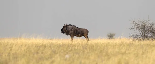 Wildebeast Connochaetes Taurinus Makgadikgadi 博茨瓦纳 — 图库照片