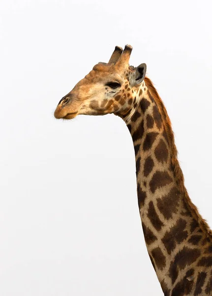 Жираф Одиночка Giraffa Camelopardalis Намибии — стоковое фото