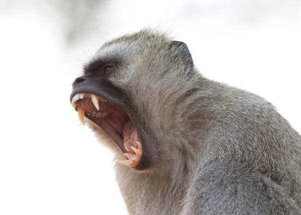 Vervet Monkey Chlorocebus Pygerythrus Visar Det Tänder Botswana — Stockfoto