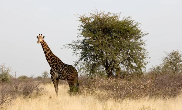 Жираф Одиночка Giraffa Camelopardalis Намибии — стоковое фото