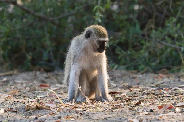 Vervet Monkey Chlorocebus Pygerythrus Ground Botswana — Stock Photo, Image