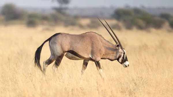 Красиві Oryx Пустелі Калахарі Ботсвані — стокове фото