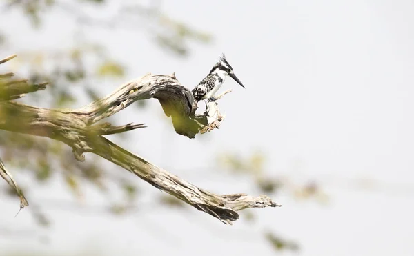 Pied Kingfisher Sentado Uma Árvore Com Vista Para Sua Área — Fotografia de Stock